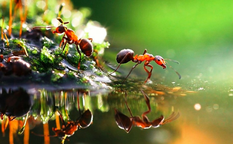 Fotografi Mikro untuk Keindahan yang Tersembunyi